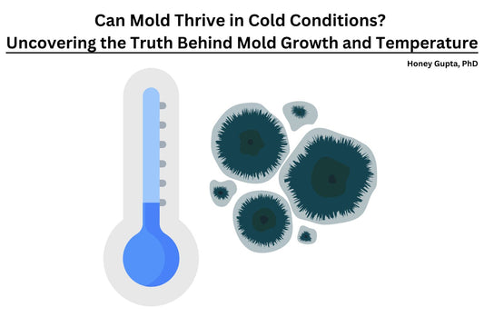 Can Mold Thrive in Cold Conditions? Uncovering the Truth Behind Mold Growth and Temperature